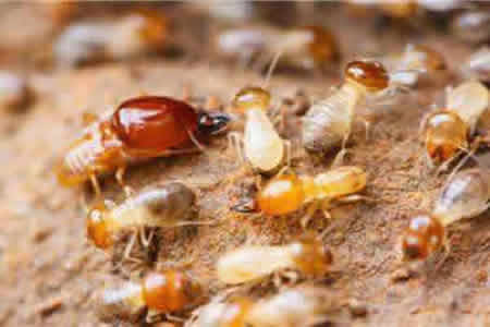 白蟻的危害及防制